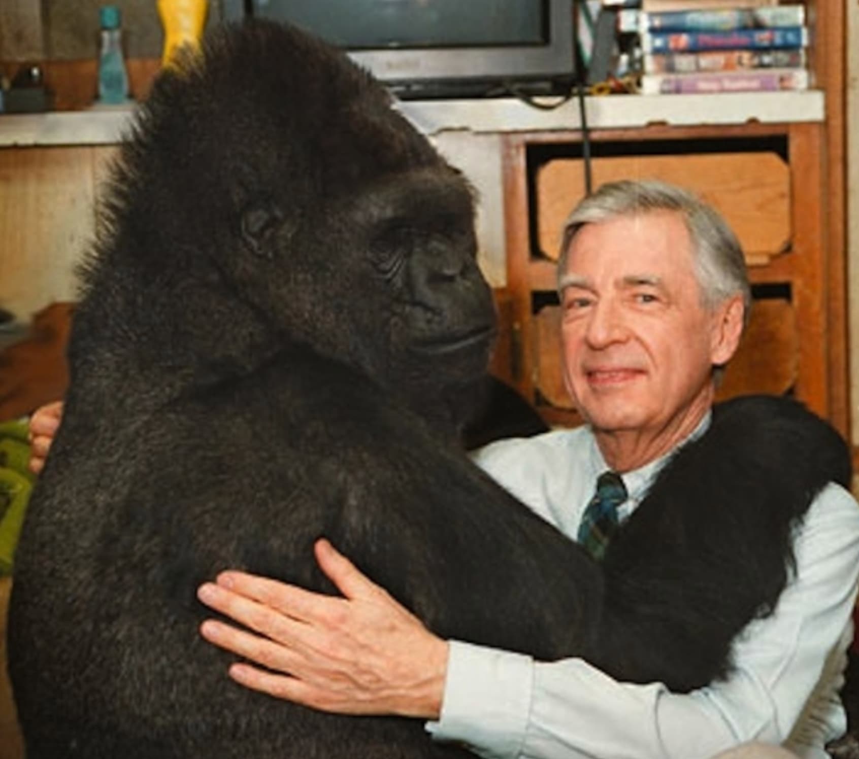 mr rogers and koko the gorilla